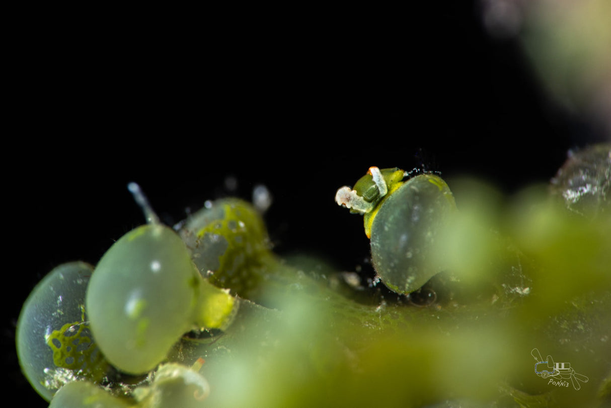 AOI UCL-90PRO Underwater +18.5 Close-up Lens