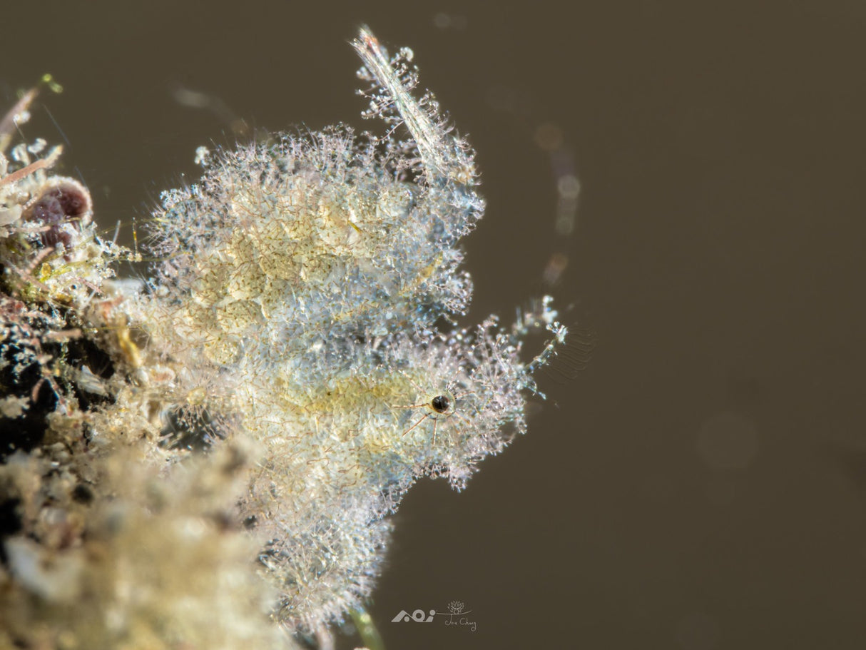 AOI UCL-90PRO Underwater +18.5 Close-up Lens