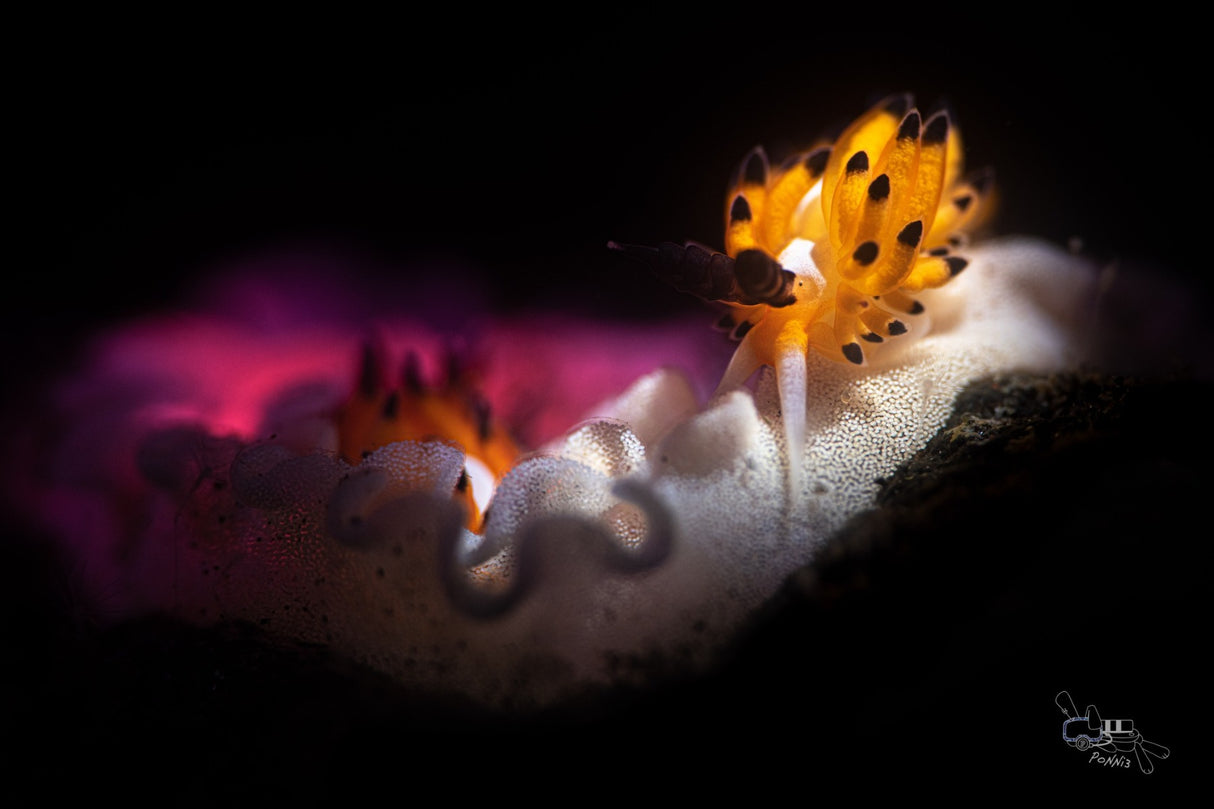 AOI UCL-09PRO Underwater +12.5 Close-up Lens