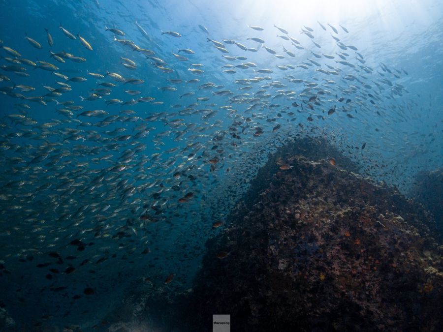 AOI UWL-400A 0.5x Underwater Wide Angle Lens for TG (M52 Thread) - PRODIVE