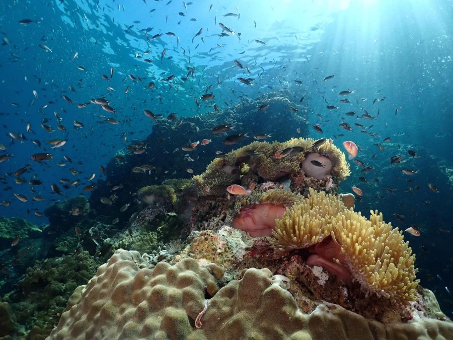 AOI UWL-400A 0.5x Underwater Wide Angle Lens for TG (M52 Thread) - PRODIVE