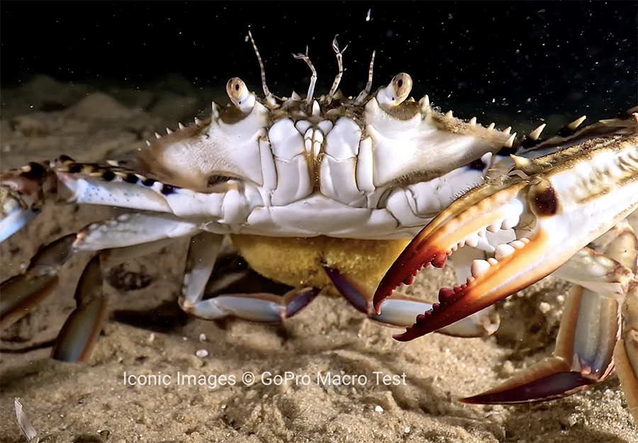 AOI UCL-03 Underwater Close-up Lens for Action Camera & Phone