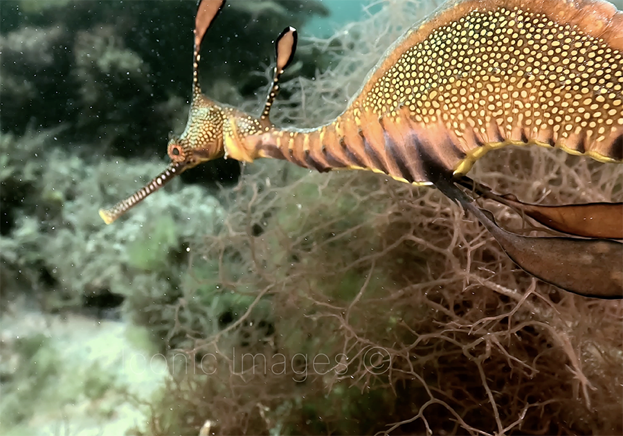 AOI UCL-03 Underwater Close-up Lens for Action Camera & Phone