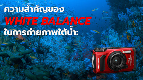 ความสำคัญของ White Balance ในการถ่ายภาพใต้น้ำ: