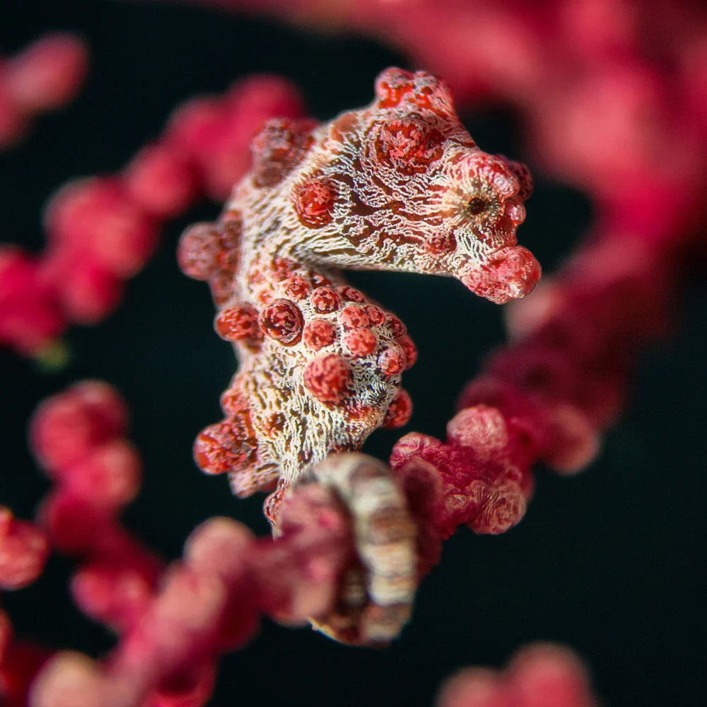 DIVEVOLK Underwater +18 Close-up Lens